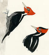 Pale-billed Woodpecker