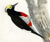 Yellow-tufted Woodpecker