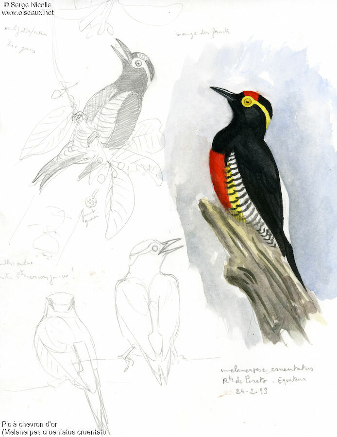 Yellow-tufted Woodpecker, identification