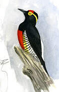 Yellow-tufted Woodpecker