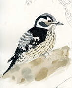 Grey-capped Pygmy Woodpecker