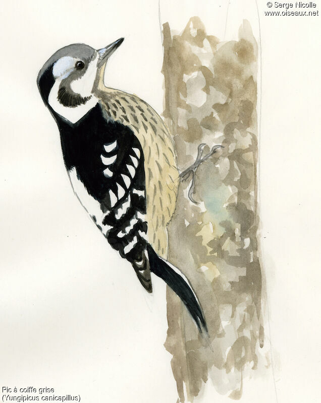 Grey-capped Pygmy Woodpecker, identification