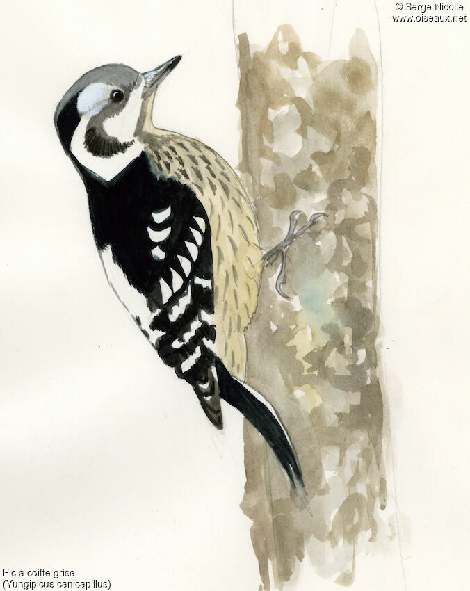 Grey-capped Pygmy Woodpecker, identification