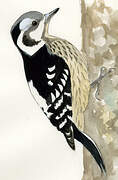 Grey-capped Pygmy Woodpecker