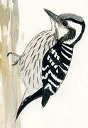 Grey-capped Pygmy Woodpecker