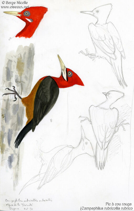 Red-necked Woodpecker , identification