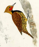 Ringed Woodpecker