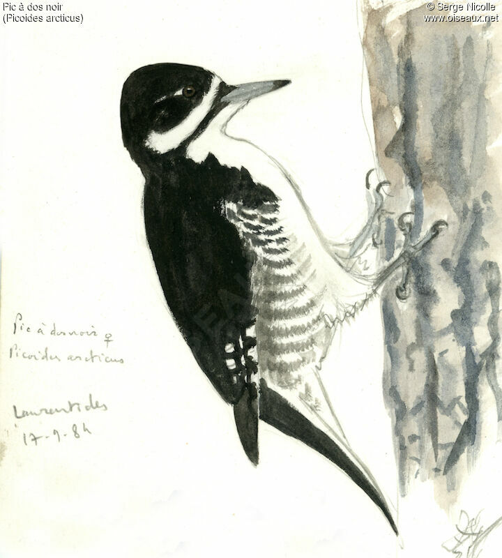 Black-backed Woodpecker female, identification