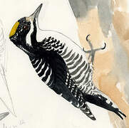 American Three-toed Woodpecker