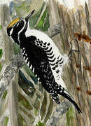 American Three-toed Woodpecker