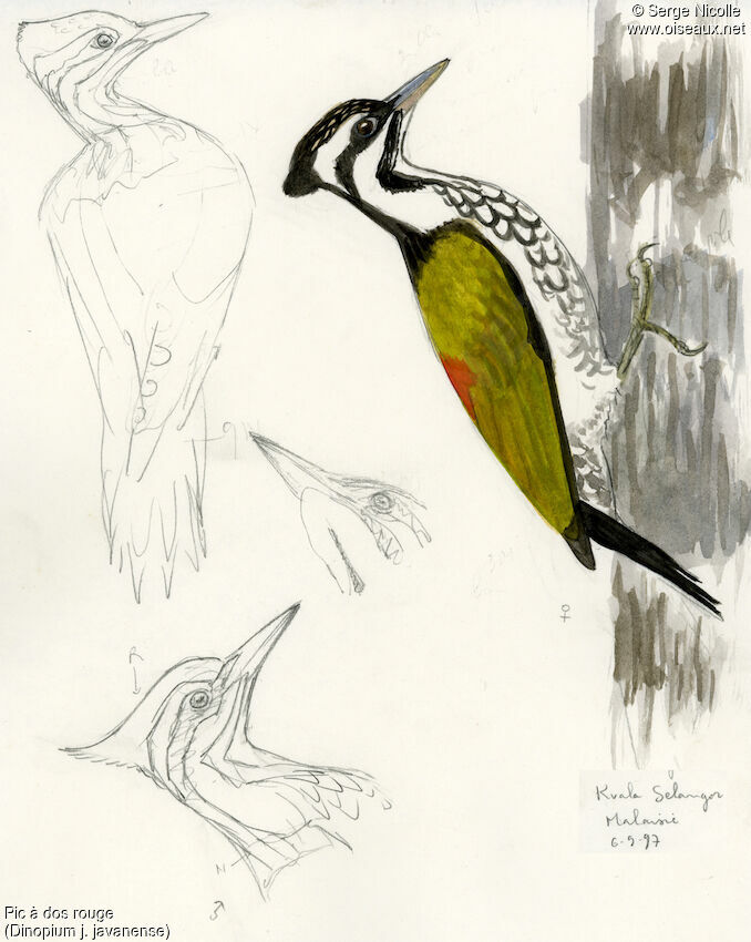 Common Flameback, identification