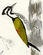 Common Flameback