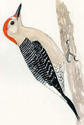 Golden-fronted Woodpecker