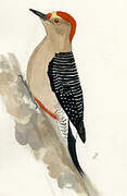 Golden-fronted Woodpecker