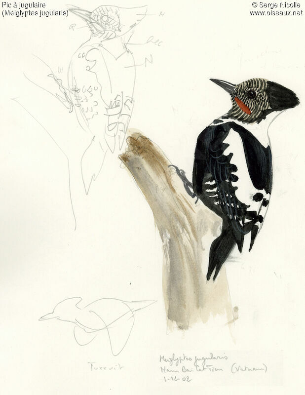 Black-and-buff Woodpecker, identification