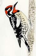 Red-naped Sapsucker