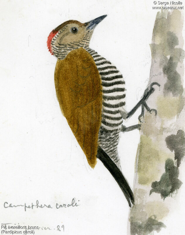 Brown-eared Woodpecker, identification