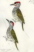 Golden-tailed Woodpecker