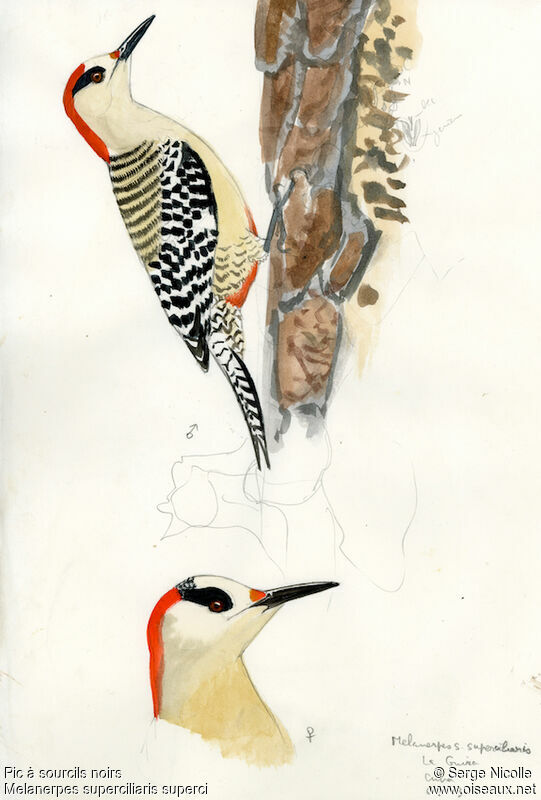West Indian Woodpecker , identification