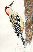 West Indian Woodpecker