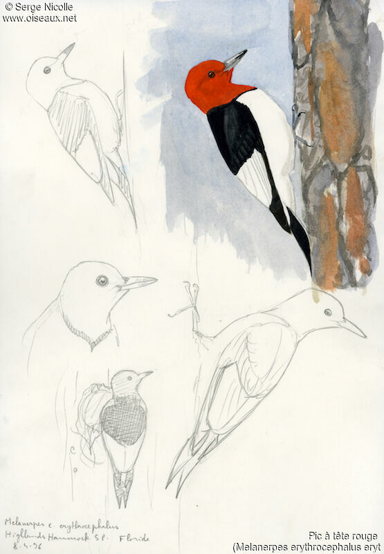 Red-headed Woodpecker, identification