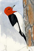 Red-headed Woodpecker