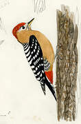 Rufous-bellied Woodpecker