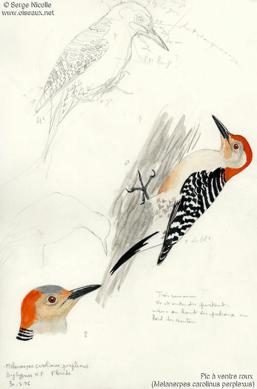 Red-bellied Woodpecker, identification
