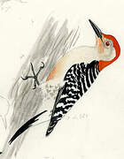 Red-bellied Woodpecker