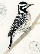 Ladder-backed Woodpecker