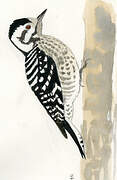 Ladder-backed Woodpecker