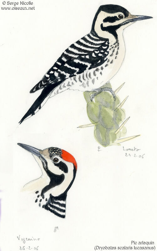 Ladder-backed Woodpecker , identification