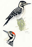 Ladder-backed Woodpecker