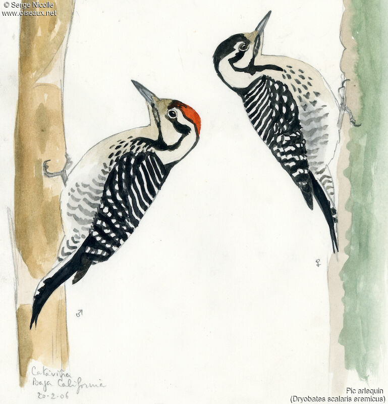 Ladder-backed Woodpecker , identification