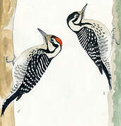 Ladder-backed Woodpecker