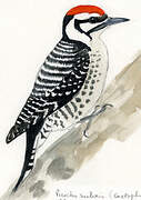 Ladder-backed Woodpecker