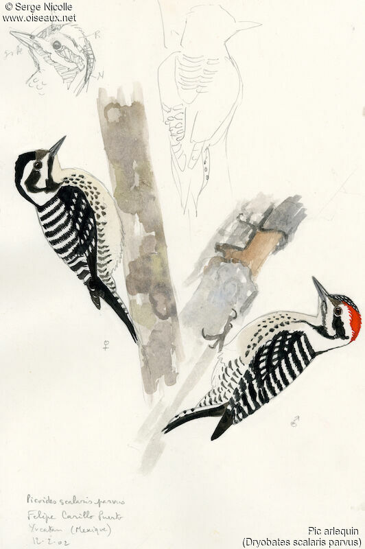 Ladder-backed Woodpecker , identification