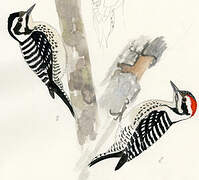 Ladder-backed Woodpecker