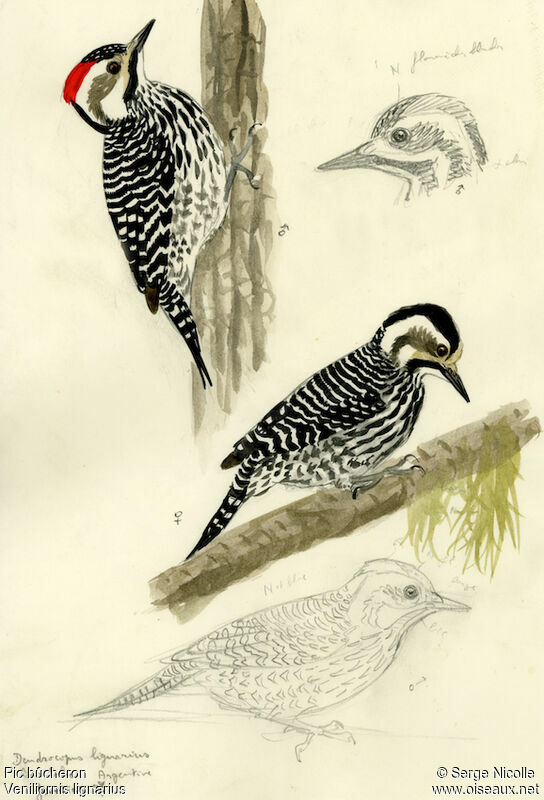 Striped Woodpecker , identification