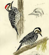 Striped Woodpecker