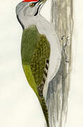 Grey-headed Woodpecker