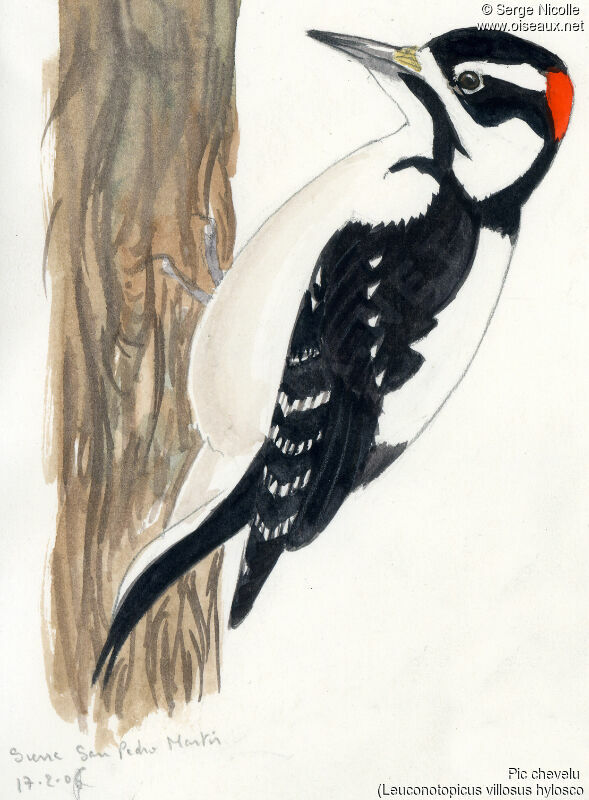 Hairy Woodpecker, identification