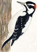 Hairy Woodpecker