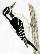 Hairy Woodpecker