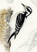 Hairy Woodpecker