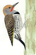 Gilded Flicker