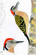 Hispaniolan Woodpecker