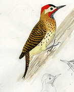 Spot-breasted Woodpecker