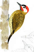 Spot-breasted Woodpecker