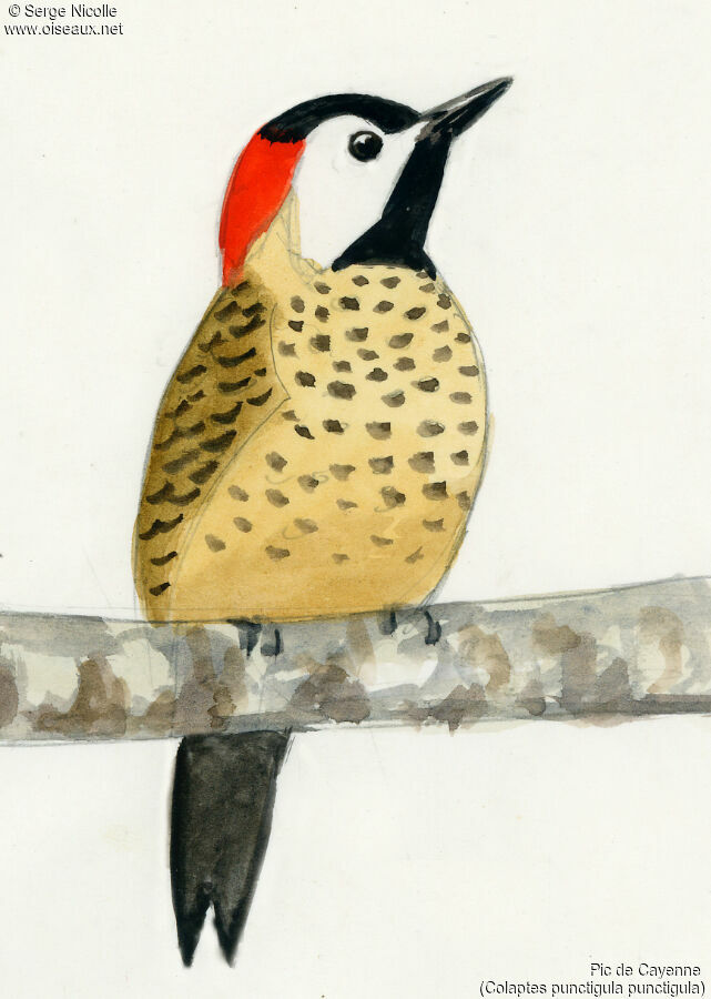 Spot-breasted Woodpecker, identification